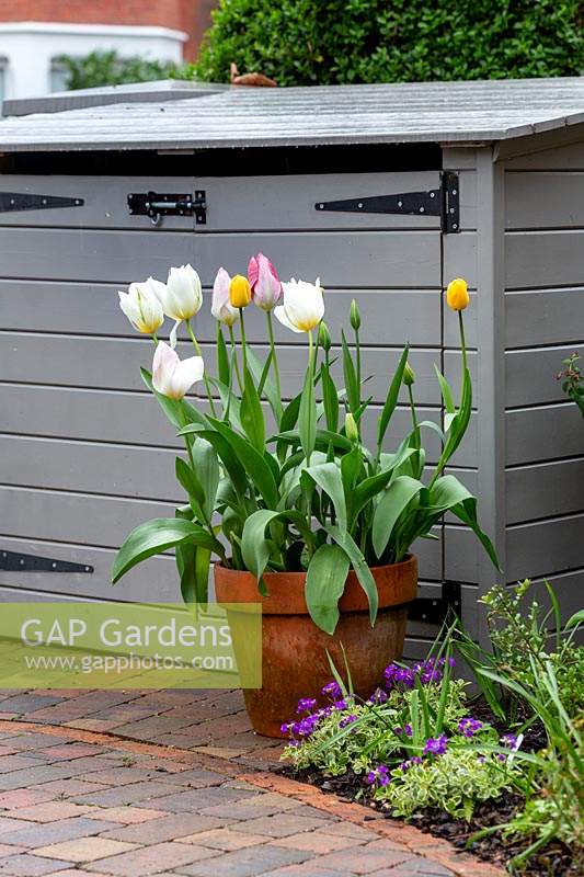 Spring front garden in West London with bin shed. Tulips in container including : Rembrandt Tulips 