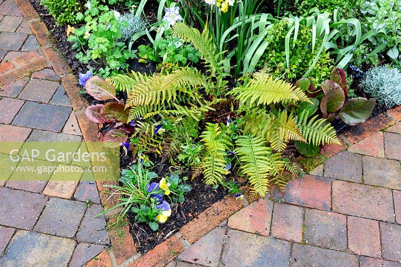 Mixed planting in Spring border in front garden in West London. Planting includes: Bergenia eroica,  Dryopteris atrata 