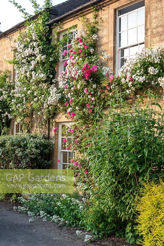Roses round the windows of cottage in Masham, Yorkshire.  Rosa 'Rambling Rector'