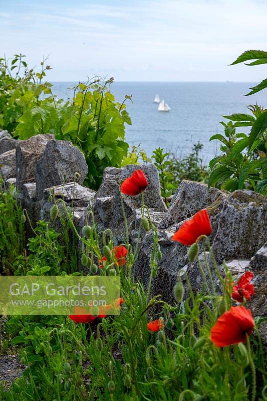 Poppies against wall at edge of sea