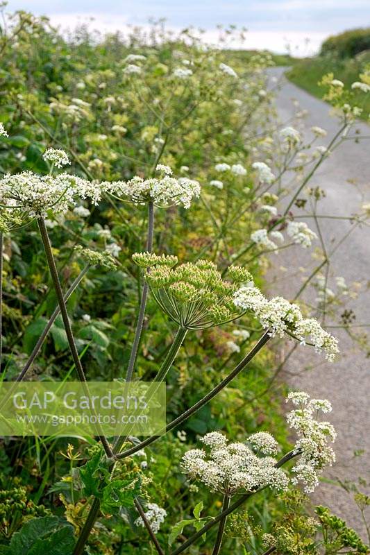 Heracleum sphondylium, commonly known as hogweed, common hogweed or cow parsnip.