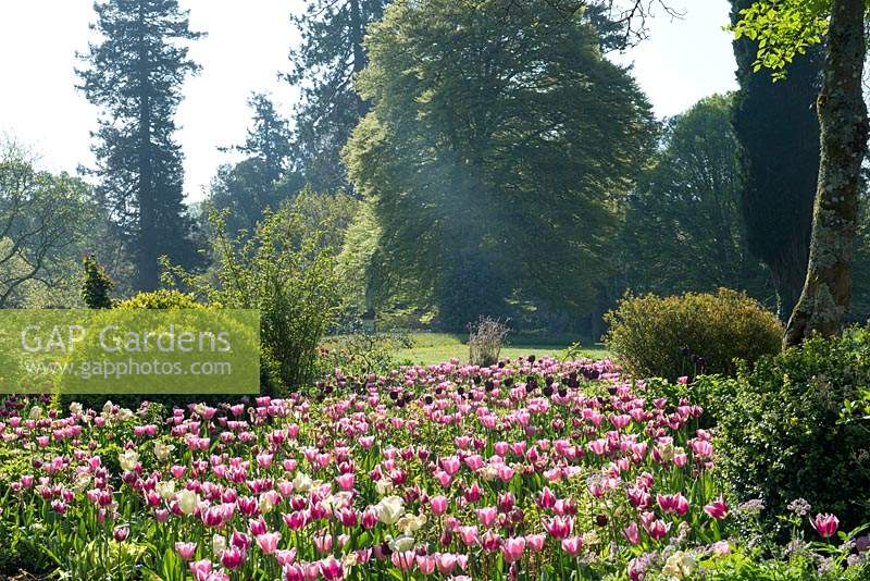 Bed of pink Tulips in the top garden at Forde Abbey.