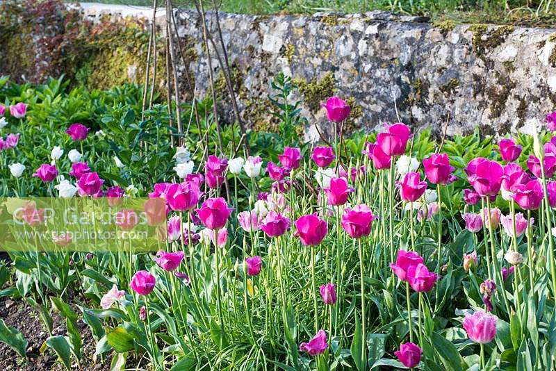 Mixed pink tulip border with Tulipa 'Honeymoon' and Tulipa 'Fancy Frills'.