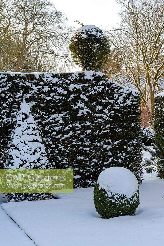 Taxus baccata - yew hedge with topiary  finials and Buxus - box ball with snow in late February. The Old Rectory, Suffolk, UK