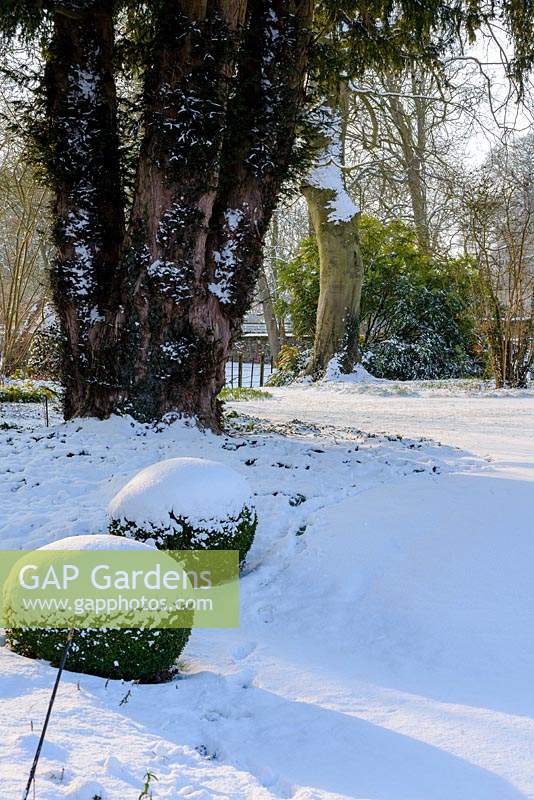 Taxus baccata - trunk of old yew with Buxus - box balls with snow in late February. The Old Rectory, Suffolk, UK