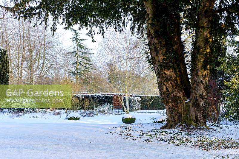 Taxus baccata -  old yew, Buxus - box balls, bed with shrubs and perennials, Betula - silver birch tree with snow in late February. The Old Rectory, Suffolk, UK