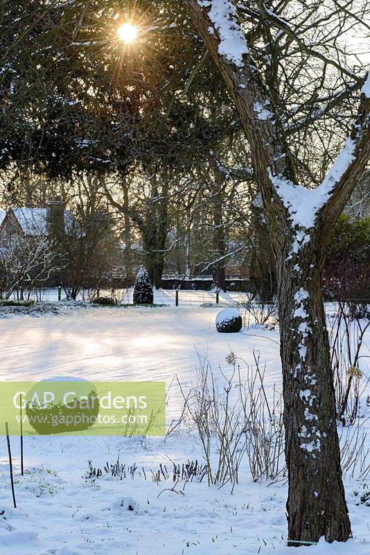 View across snow covered garden, with Buxus - box balls, towards the village church in the late afternoon in late February. The Old Rectory, Suffolk, UK