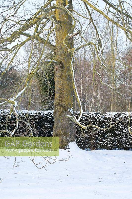 Liriodendron tulipifera - 50ft Tulip tree in front of evergreen hedge with snow in late February. The Old Rectory, Suffolk, UK