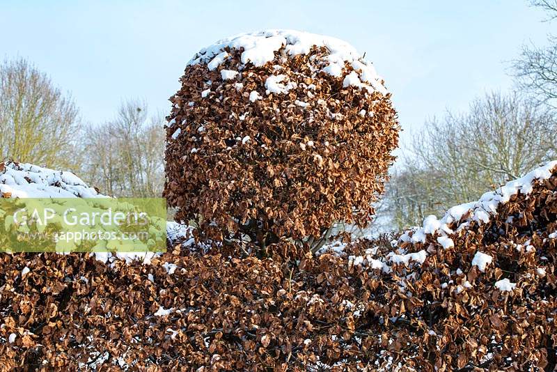 The Potager, Fagus - Beech hedge with topiary finial - a covering of snow in late February. The Old Rectory, Suffolk, UK