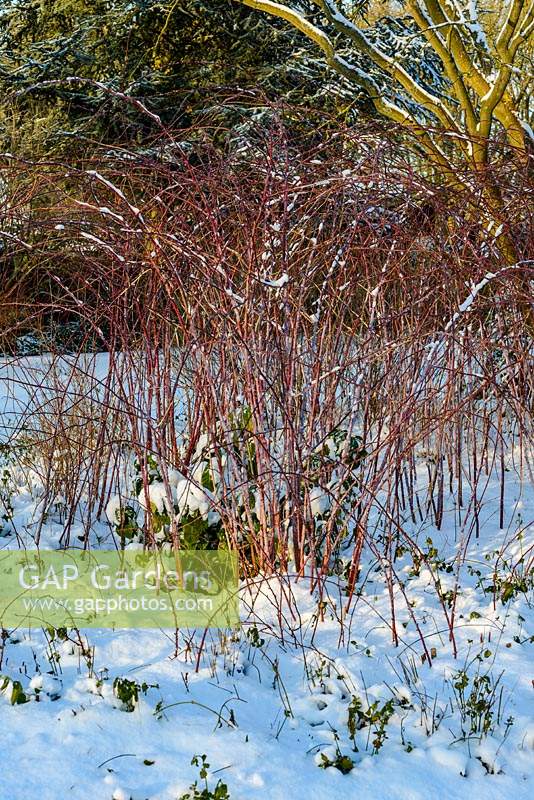 Rubus cockburnianus - red young shoots of white-stemmed bramble. Snow in February. The Old Rectory, Suffolk, UK