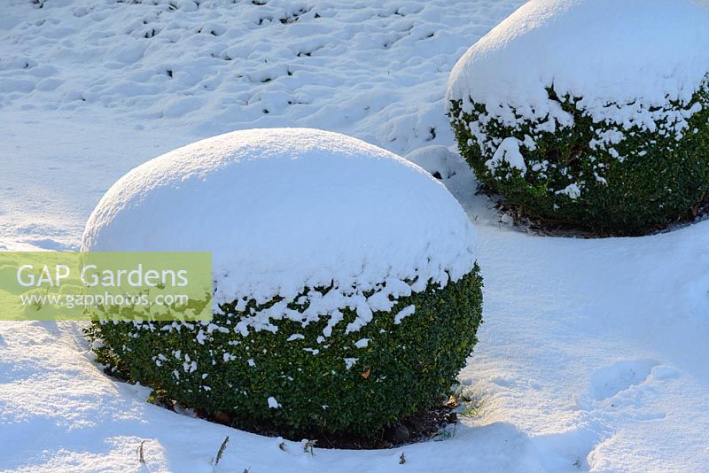 Buxus - box balls with snow in late February. The Old Rectory, Suffolk, UK