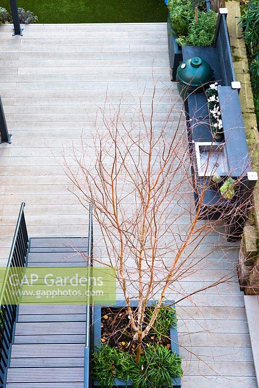 View of a wooden deck with staircase, outdoor kitchen and a container with Betula pendula multi-stem 