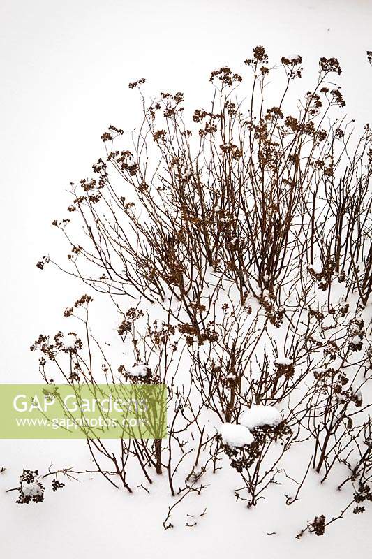White Spiraea dry stems and seedheads in snow - Spiraea lucida. 