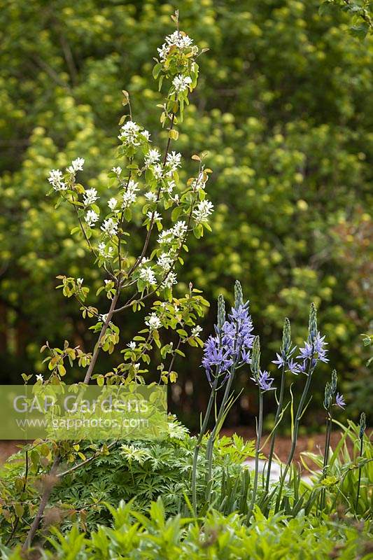 Camassia leichtlinii - Great Camas and Amelanchier alnifolia - Serviceberry in Spring 