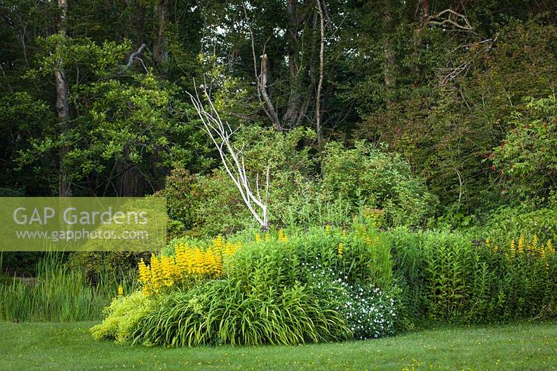 Yellow Loosestrife in perennial bed with Daylily foliage, Geraniums, Rhododendrons and  Red-osier Dogwood background - Lysimachia punctata, Hemerocallis cv., Geranium cv., Rhododendron cvs., Cornus sericea. Bellingham USA. 