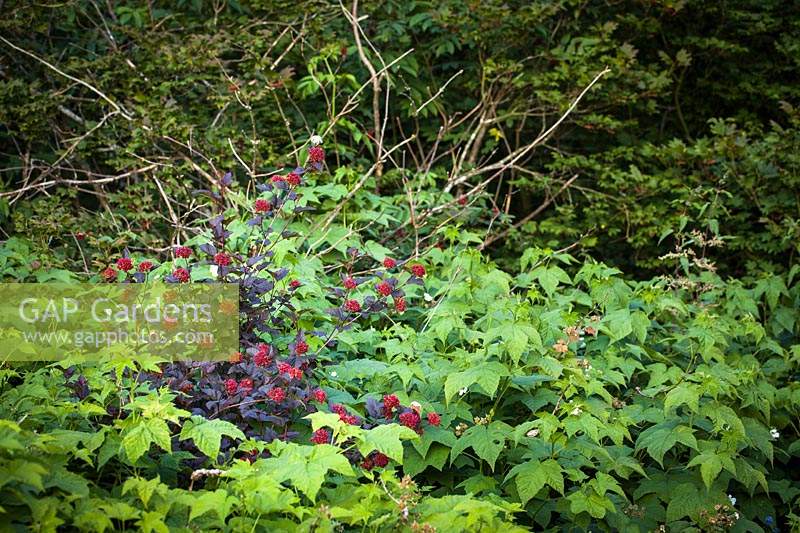 Physocarpus opulifolius Diaoblo 'Monlo' and Rubus nutkanus - Thimbleberries 