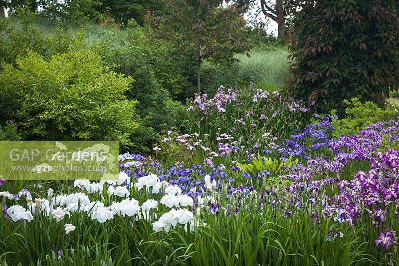 Japanese Iris in rain garden - Iris ensata 'Abundant Display', Iris ensata 'Sunrise Ridge', Iris ensata 'Prairie Chief'. Bellevue, USA.