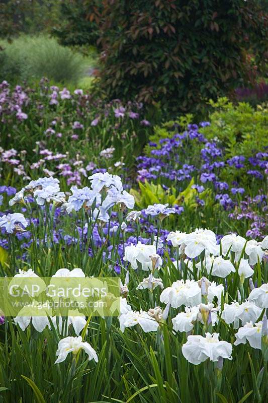 Iris ensata 'Abundant Display' and Iris ensata 'Prairie Chief' in Bellevue Botanical Garden