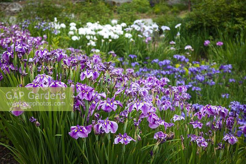 Iris ensata 'Sunrise Ridge' in Bellevue Botanical Garden