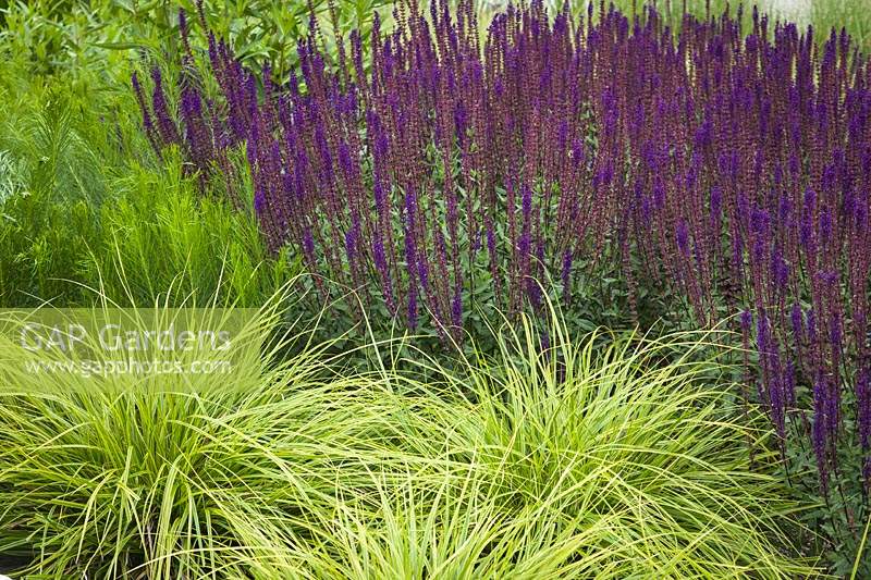 Carex oshimensis 'Everlime' - Japanese Sedge and Salvia nemorosa 'Caradonna' - Purple Wood Sage - Bellevue Botanical Garden