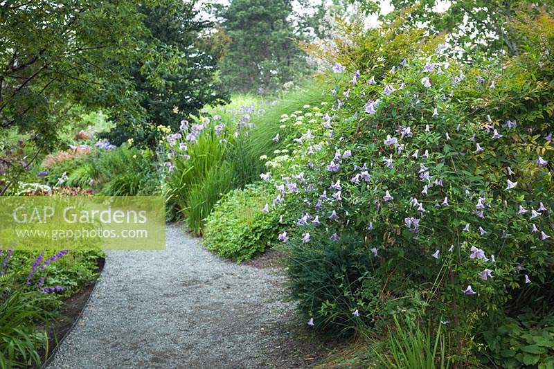 Durand's Clematis beside gravel path in perennial border 'Clematis x durandii'. Bellevue Botanical Garden, USA.