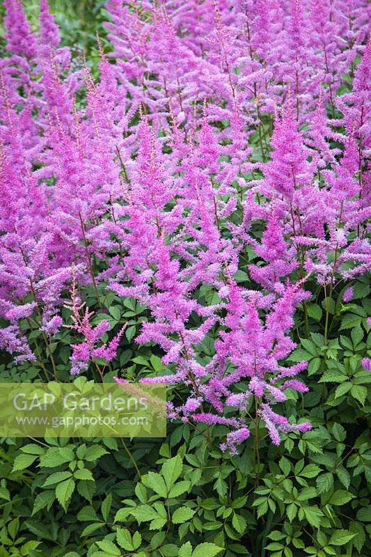 Chinese Astilbe - Astilbe chinensis 'Vision in Pink'. 