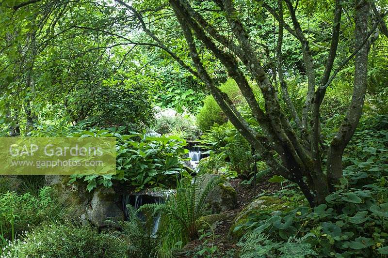 'Superba' Featherleaf Rodgersia foliage, Japanese Maple frame small waterfall - Rodgersia pinnata 'Superba', Acer palmatum cv. Bellevue Botanical Garden, USA.