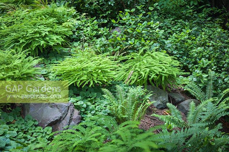 Woodland border of Maidenhair Ferns, Sword Ferns, Salal, Wild Ginger - Adiantum aleuticum, Polystichum munitum, Gaultheria shallon, Asarum caudatum, Mahonia aquifolium. Bellevue Botanical Garden, USA.