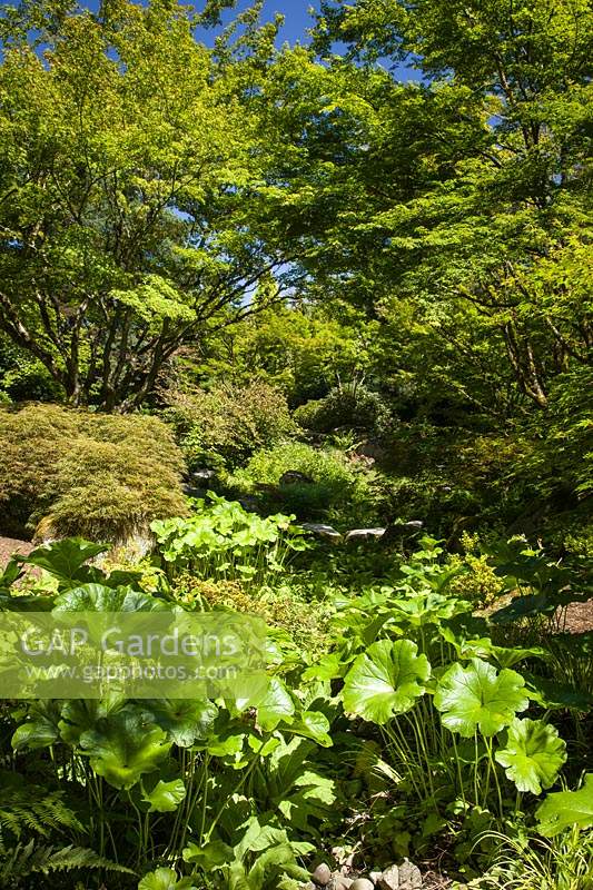 Umbrella Plant 'Darmera peltata' below Japanese Maples - Acer palmatum cvs. Bellevue Botanical Garden, USA.