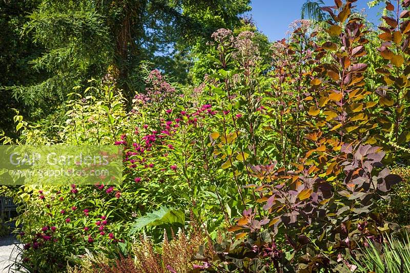 Monarda 'Jacob Cline' - Bee Balm, Eupatorium maculatum 'Gateway' and Cotinus 'Grace' - Smoke Tree in perennial border at Bellevue Botanical Garden