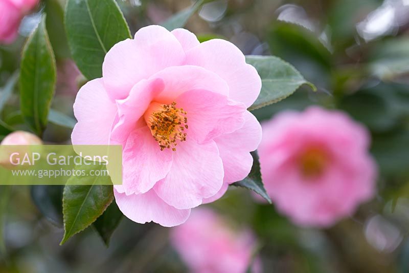 Camellia x williamsii 'Bowen Bryant'.