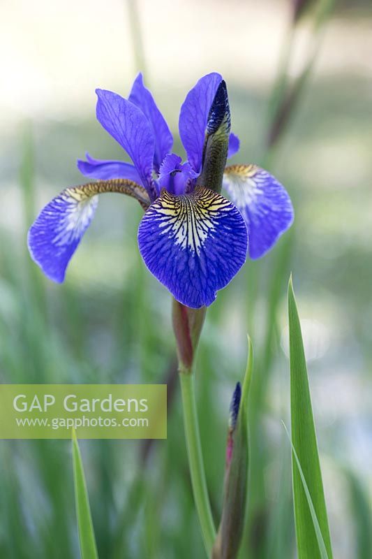 Iris sibirica 'Heavenly Blue'.