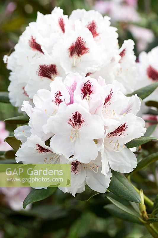 Rhododendron 'Harkwood Premiere'.