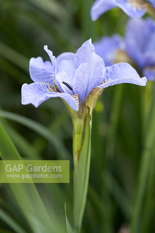 Iris sibirica 'Soft Blue'.