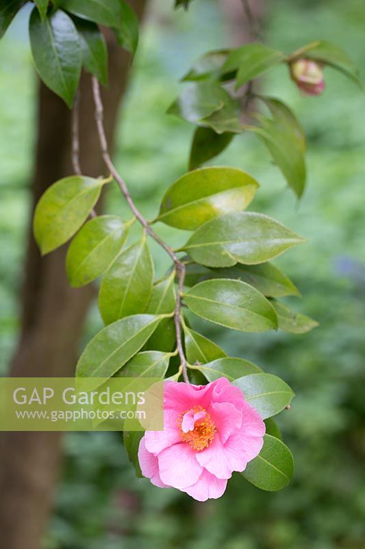 Camellia x williamsii 'Tiptoe'