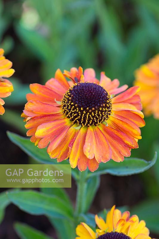 Helenium Short and S... stock photo by Lynn Keddie, Image: 1359639