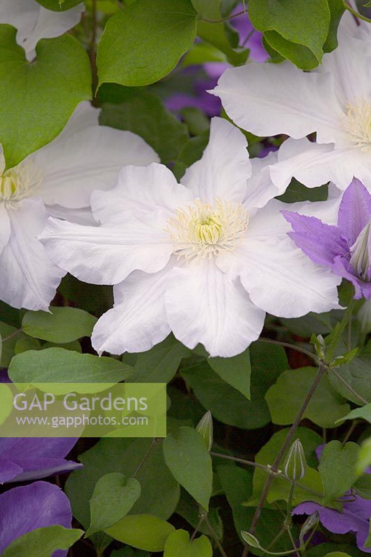 Clematis Ice blue
