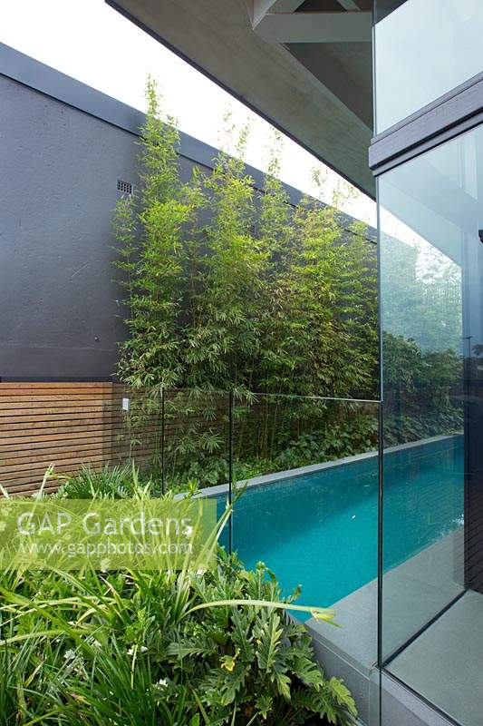 A swimming pool in between a fence and house with a green screen planting of Slender Weavers Bamboo, and a low garden bed with a lush planting of Philodendron, Xanadu, Australian native violet, Walking iris and flowering Gardenias.