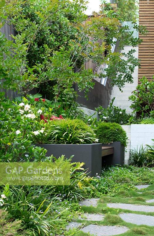 A cement rendered planter box with a hardwood timber inbuilt bench seat in front of rasied garden bed, it is planted with Baby Panda Grass and a flowering Gardenia.
