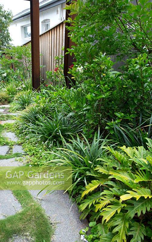 A path made from irregularly shaped grey stone pavers interplanted with Zoysia grass next to a lush green garden planted with Philodendron Xanadu, Liriope Evergreen Giant and a gardenia.