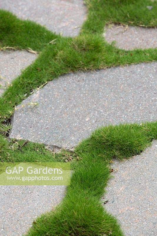 A path made from irregularly shaped grey stone pavers interplanted with Zoysia grass.