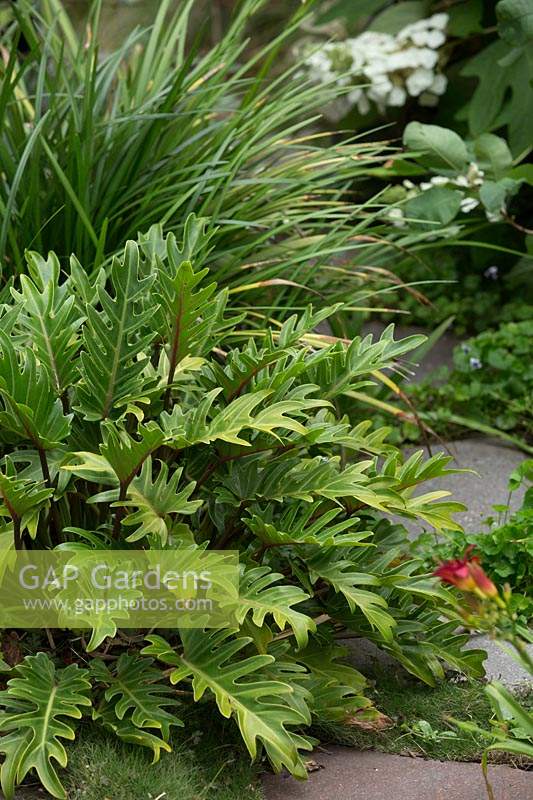 Detail of a lush green planting featuring, Philodendron Xanadu, Cast iron plant and Liriope next to a grey stone path.
