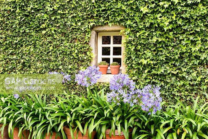 Pots of agapanthus in front of a wall covered with tightly clipped ivy framing a small window at Broadwoodside, Gifford, East Lothian in Scotland.