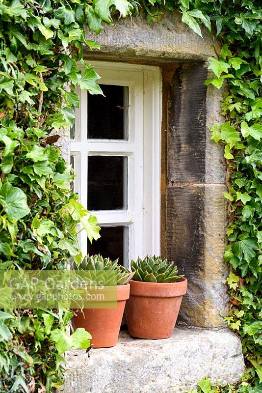Pots of succulents on a window sill framed by neatly clipped ivy at Broadwoodside, Gifford, East Lothian in Scotland.
