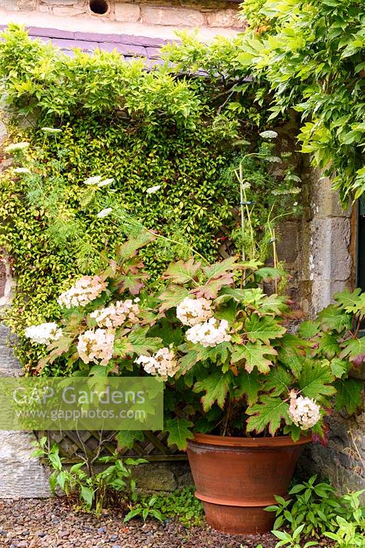 Hydrangea quercifolia in a large terracotta pot in front of Trachelospermum jasminoides in the Upper Courtyard at Broadwoodside, Gifford, East Lothian in Scotland.