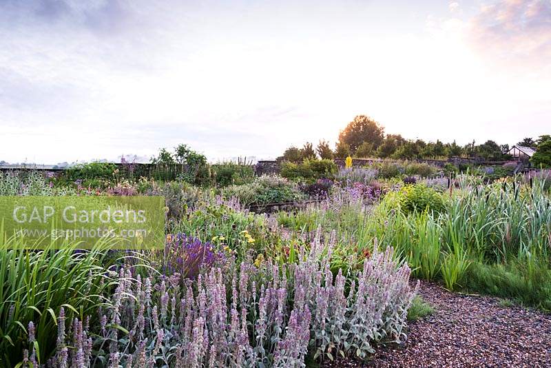 Gravel garden with silvery stachys in June