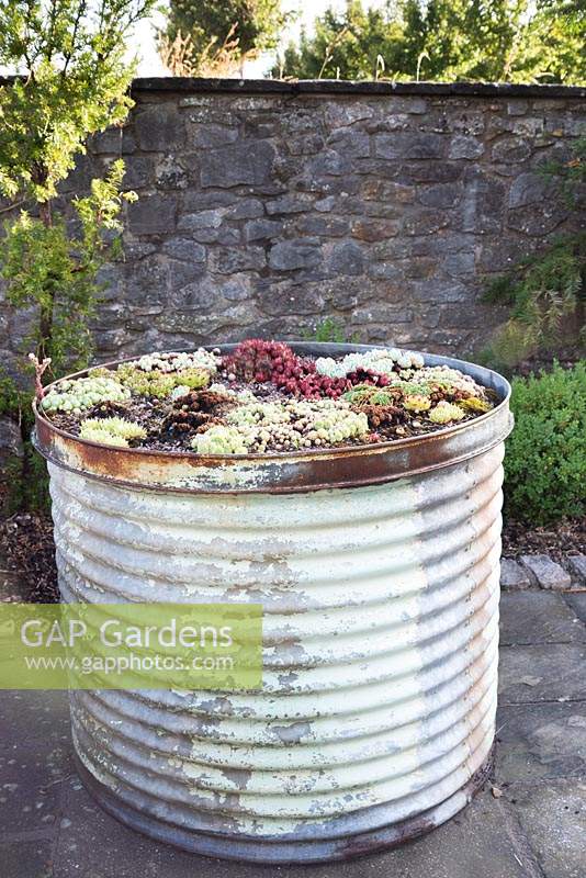 Large industrial steam drum planted with succulents
