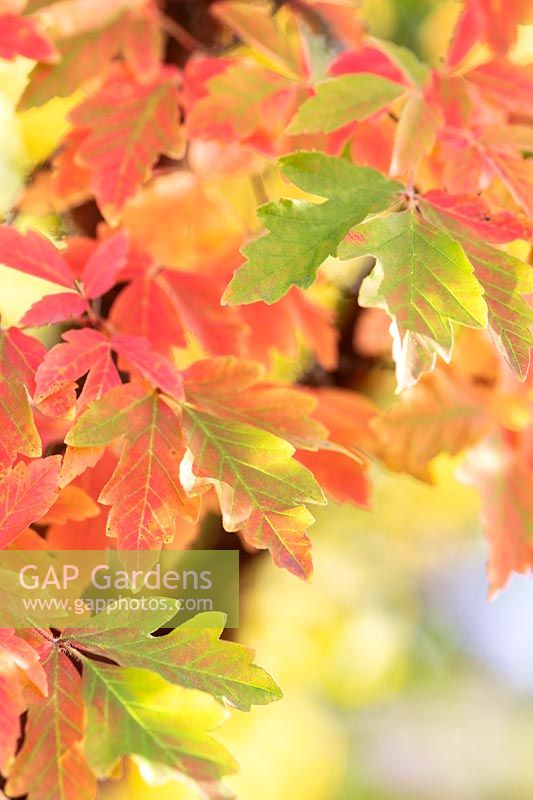 Acer griseum foliage in autumn