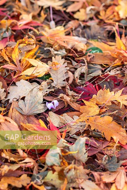 Cyclamen coum growing through fallen leaves in autumn