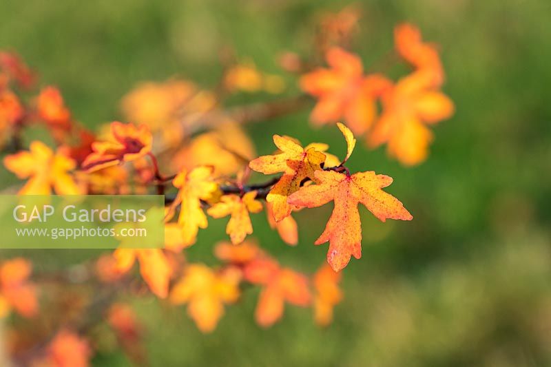 Liquidambar orientalis 'M. Foster' foliage in autumn